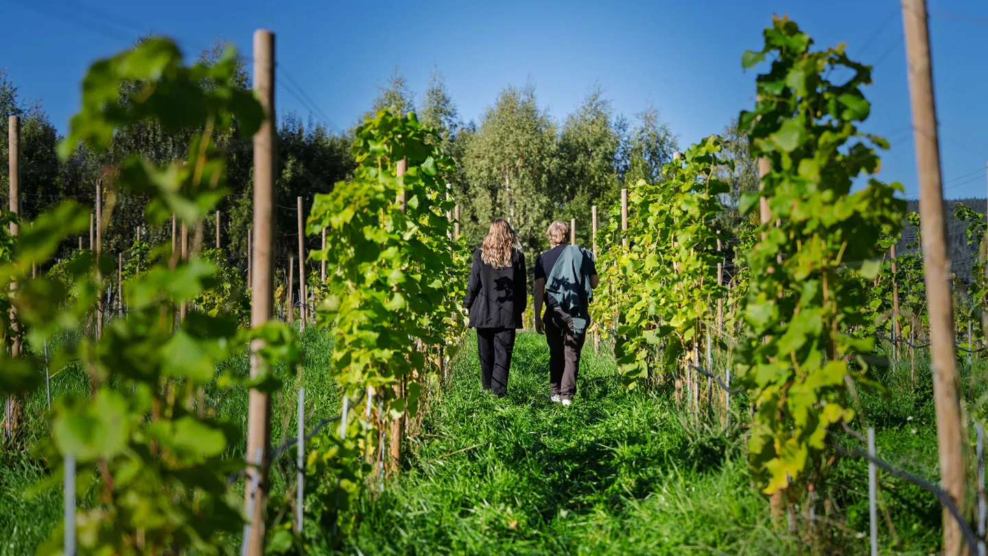 Vandring i vinåker